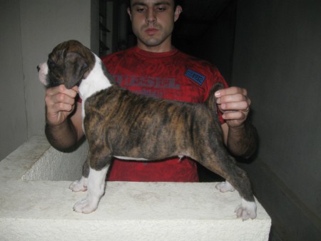 Zeus - Curitiba - PR